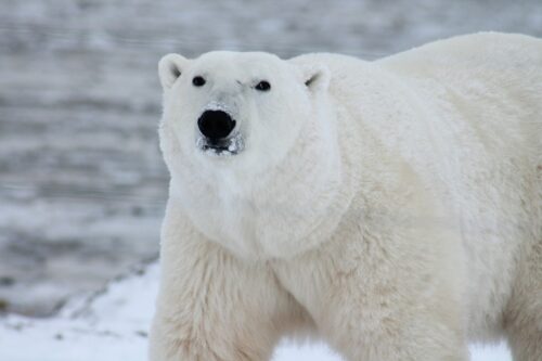 polarnom medvjedu